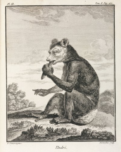 Indri - bir lemur türü, Madagaskar by John Pardon