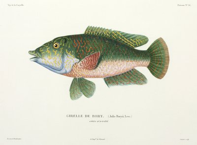 wrasse türü, Tahiti by John Pardon