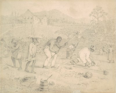 Şeker kamışı ekimi (Trinidad) by Richard Bridgens