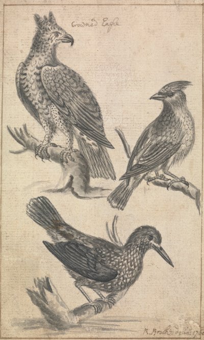 Taçlı Kartal ve İki Kuş by Richard Brookes
