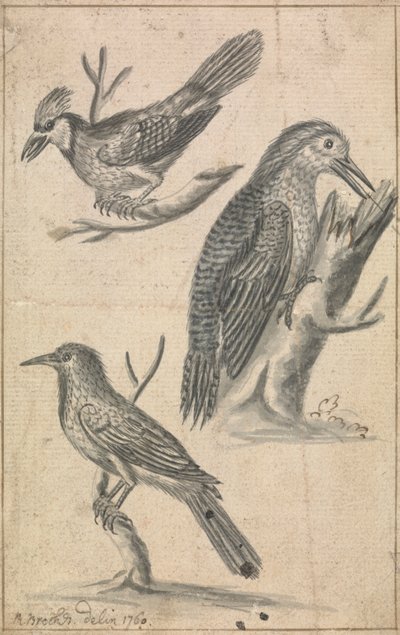 Ağaçkakan ve İki Kuş by Richard Brookes