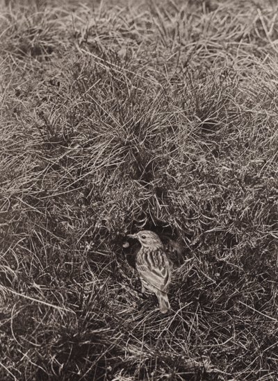 Çayır incir (s/b fotoğraf) by Richard and Cherry Kearton