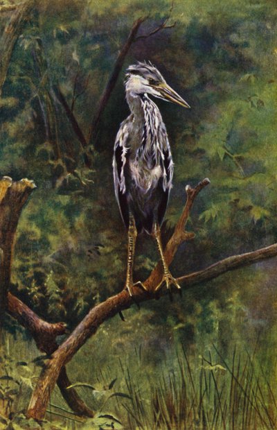 Genç balıkçıl (fotoğraf) by Richard and Cherry Kearton