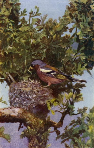 Yuvada ispinoz (fotoğraf) by Richard and Cherry Kearton
