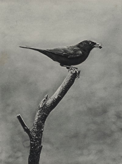 Genç için yiyecek olan erkek karatavuk (s/b fotoğraf) by Richard and Cherry Kearton