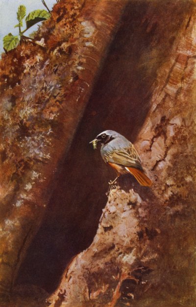 Erkek kızılkuyruk (fotoğraf) by Richard and Cherry Kearton