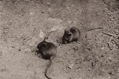 Akşam yemeğinde fareler (s/b fotoğraf) by Richard and Cherry Kearton