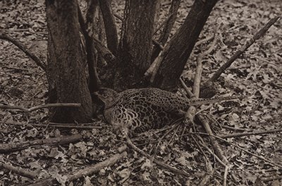 Yuvadaki sülün (s/b fotoğraf) by Richard and Cherry Kearton