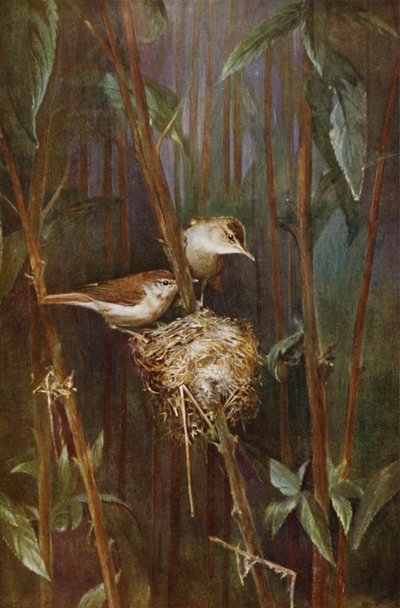 Kamış ötleğenleri (fotoğraf) by Richard and Cherry Kearton
