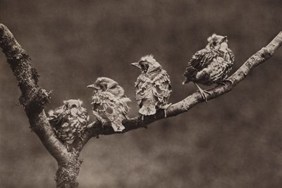 Genç ardıç kuşları (s/b fotoğraf) by Richard and Cherry Kearton