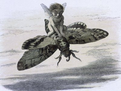Un elfe chevauchant ve papillon. ""Peri diyarında Richard Doyle ile ilgili illüstrasyon. Elf dünyasından bir dizi resim"" W Allingham