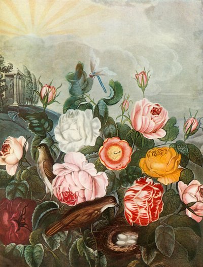 Güller, c1805, 1948. by Richard Earlom