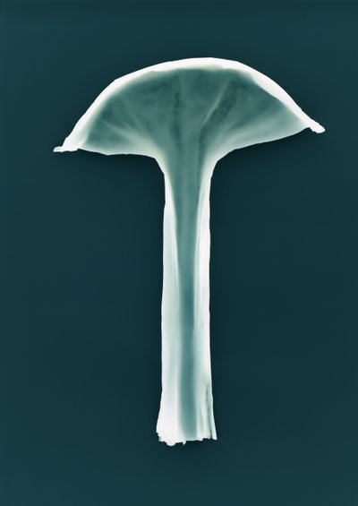 İsimsiz, 2003 by Richard Green