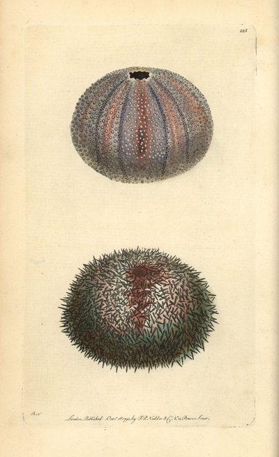 Yenilebilir deniz kestanesi, Echinus esculentus, George Shaw ve Frederick Nodder