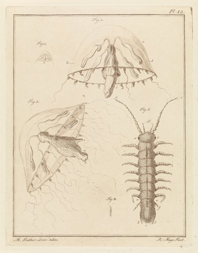 Leptomeduse ve acı su pisuarı by Robbert Muys