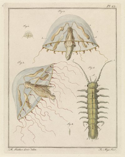 Leptomeduse ve acı su pisuarı by Robbert Muys