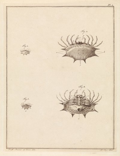 Schulpspin by Robbert Muys