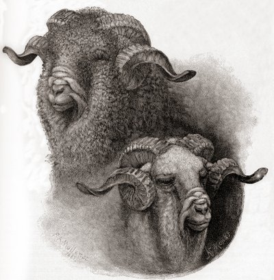Merinos koç başı, 1884