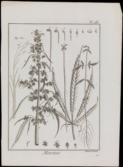 Çiçeklerin deniz diyagramı, c.1810 (gravür ve gravür) by Robert Benard