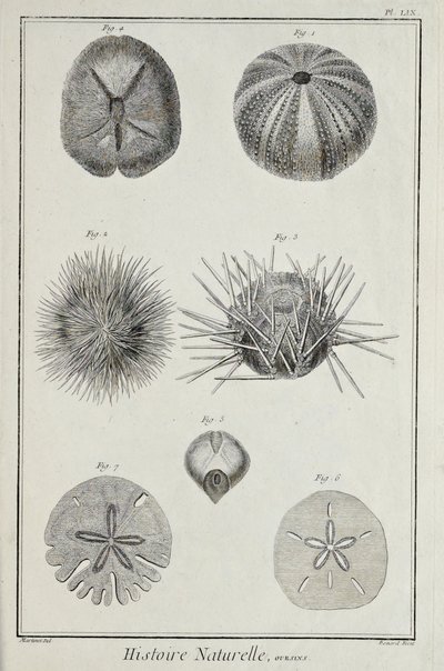 Kestaneler, Denis Diderot tarafından 
