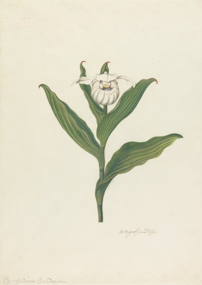 Bayan Terliği (Cypripedium Canadense, Calceolus Maria) by Robert Blyth