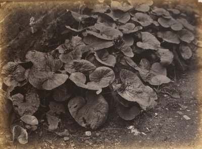 Bitki Çalışması,1860
