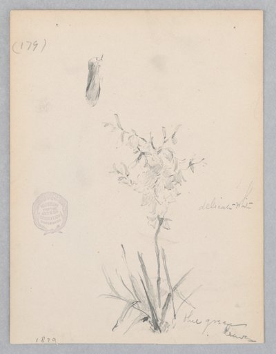 Çiçekli bitki by Robert Frederick Blum