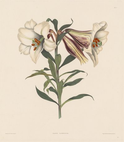 Amaryllidae ve Liliacae doğal düzenine ait Hexandrian Bitkilerinden Bir Seçki: Japon Zambak by Robert Havell