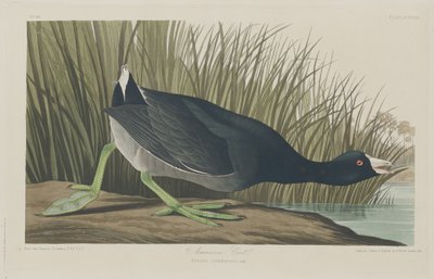 Amerikan Coot, 1835. by Robert Havell