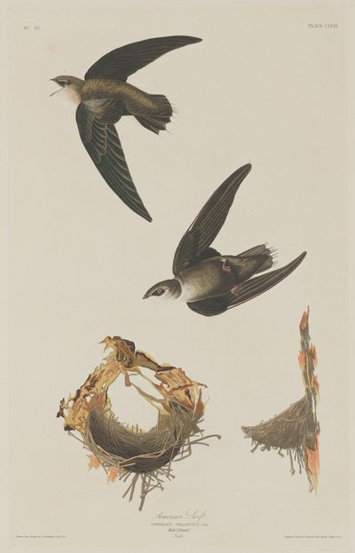 Amerikan Swift, 1833. by Robert Havell