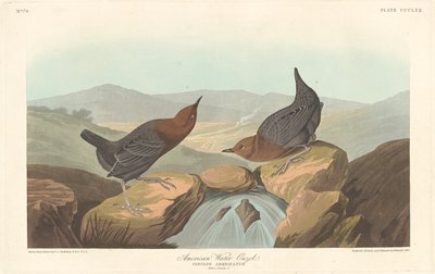 Amerikan Su Ouzeli, 1837. by Robert Havell