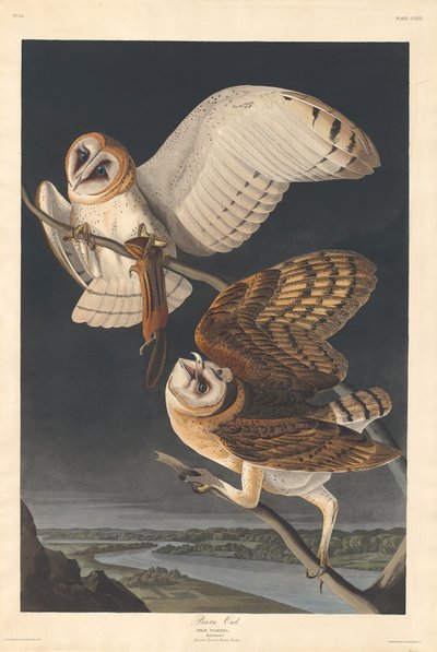 Peçeli Baykuş, 1833. by Robert Havell