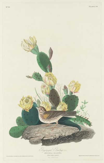 Bay Kanatlı Kiraz Kuşu, 1830. by Robert Havell