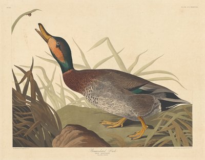 Bemaulated Ördek, 1836. by Robert Havell