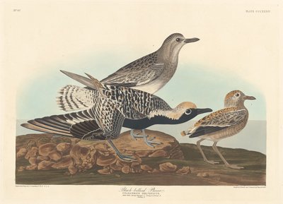 Kara karınlı Plover, 1836. by Robert Havell