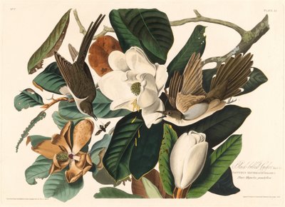Kara gagalı guguk kuşu, 1828. by Robert Havell