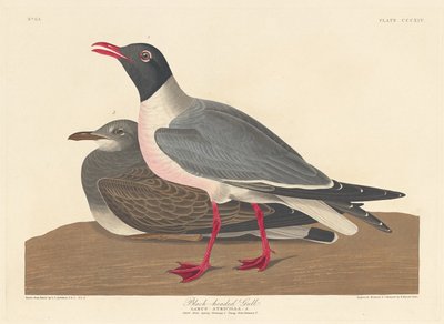 Kara başlı Martı, 1836. by Robert Havell