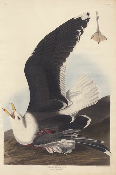 Siyah Sırtlı Martı by Robert Havell