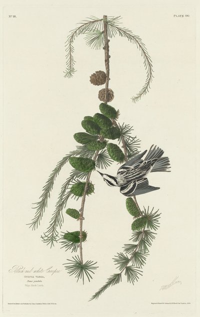 Siyah Beyaz Sürüngen, 1830. by Robert Havell