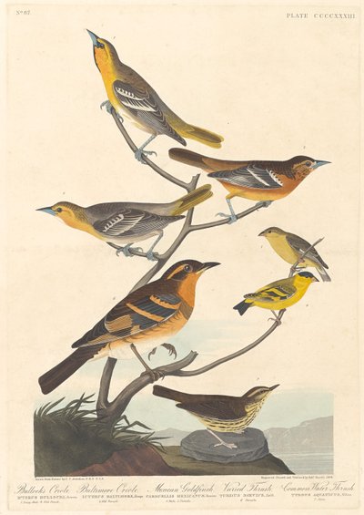 Bullock's Oriole, Baltimore Oriole, Mexican Goldfinch ve Varied Thrush, 1838. by Robert Havell