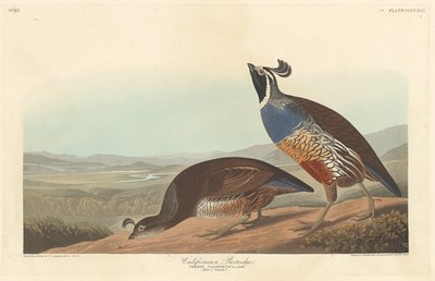Kaliforniya Kekliği, 1838. by Robert Havell