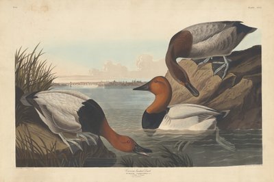 Kanvas destekli Ördek, 1836. by Robert Havell