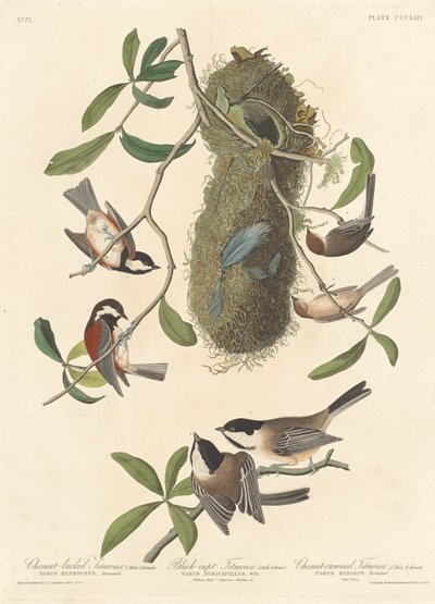 Kestane sırtlı Baştankara, Siyah başlıklı Baştankara ve Kestane taçlı Baştankara, 1837. by Robert Havell