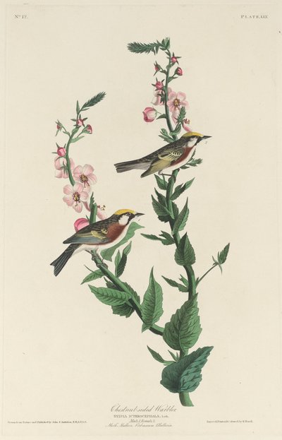 Kestane yüzlü Warbler, 1829. by Robert Havell