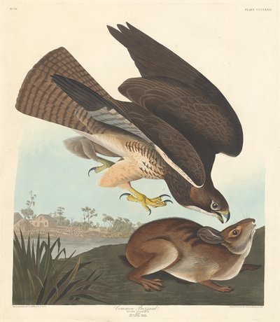 Adi şahin, 1837. by Robert Havell