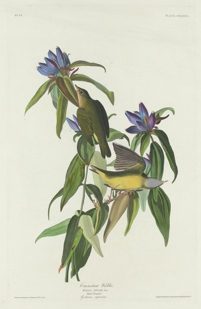 Connecticut Warbler, 1832. by Robert Havell