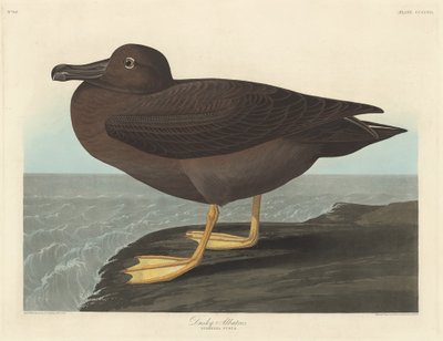 Karanlık Albatros, 1838. by Robert Havell