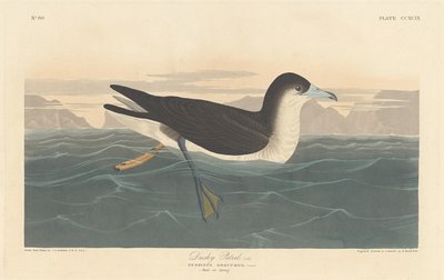 Gölgeli Petrel, 1836. by Robert Havell