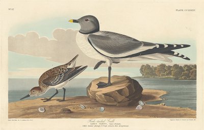 Çatal kuyruklu martı, 1835. by Robert Havell