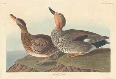 Gadwall Ördeği, 1836. by Robert Havell